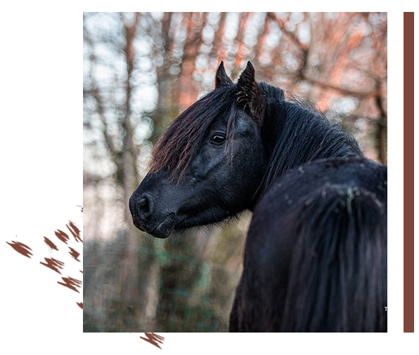 GOLIATH DE BARBANNE - ETALON - PROCHE DE DAX | PEYLIN